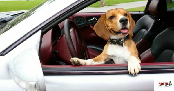 Safety Tips for Traveling With Your Pets Safety Tips for Traveling With Your Pets